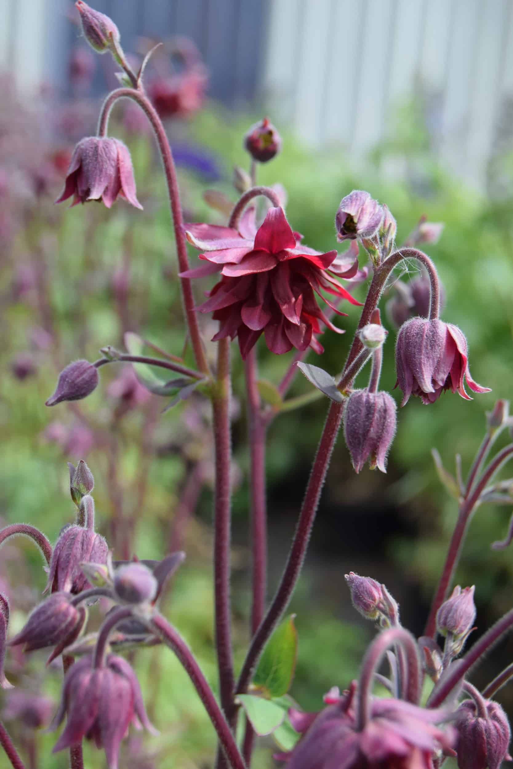Aquilegia vulgaris var. stellata 'Ruby Port'
